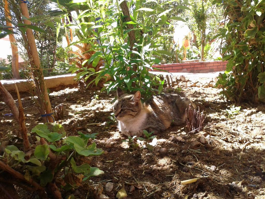 Auberge Le Jardin De La Source Ait Ben Ali Bagian luar foto